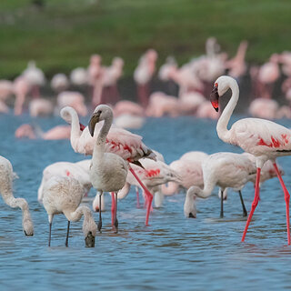 Lake Chitu - Flamingos